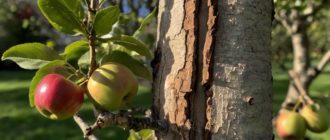 растрескивание коры на яблоне
